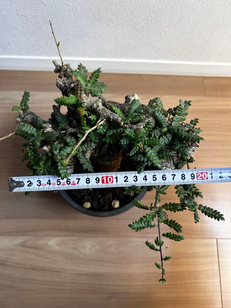 【発根済】ボスウェリア ネグレクタ