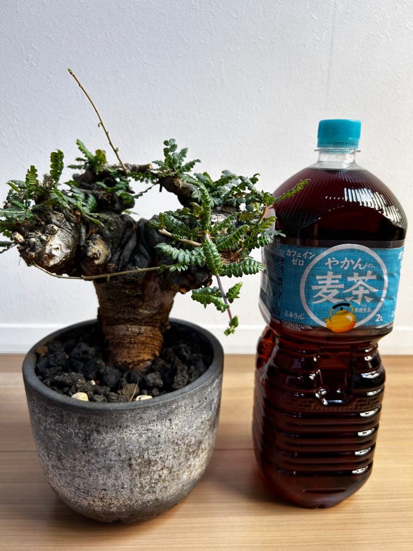 【発根済】ボスウェリア ネグレクタ