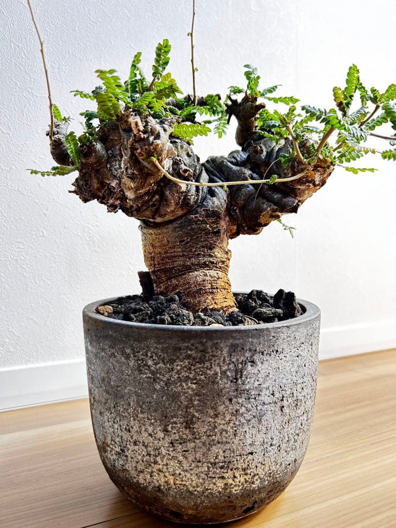 【発根済】ボスウェリア ネグレクタ