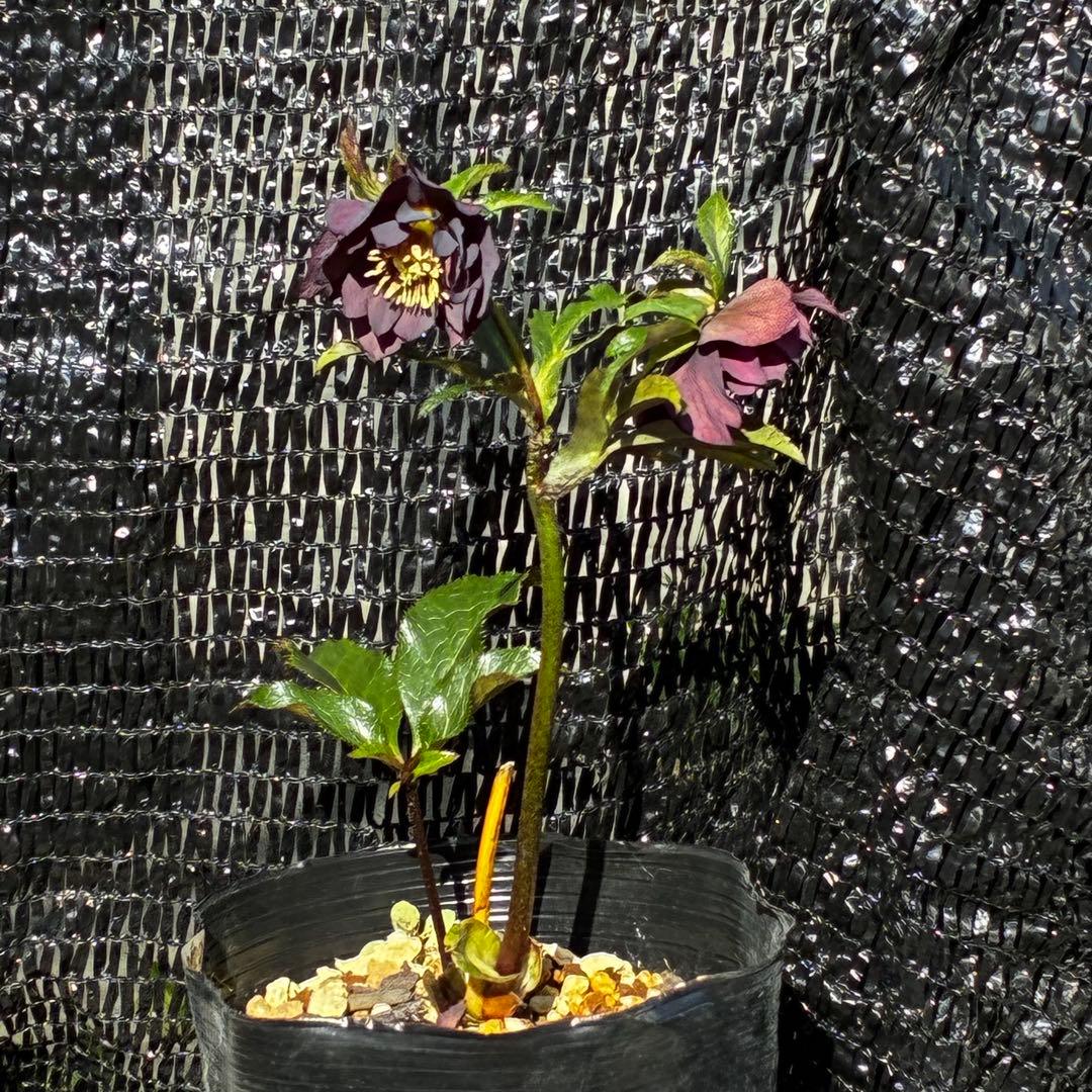 3920☘️1年間管理株☘️⭐️赤黒〜いアンティークな赤⭐️