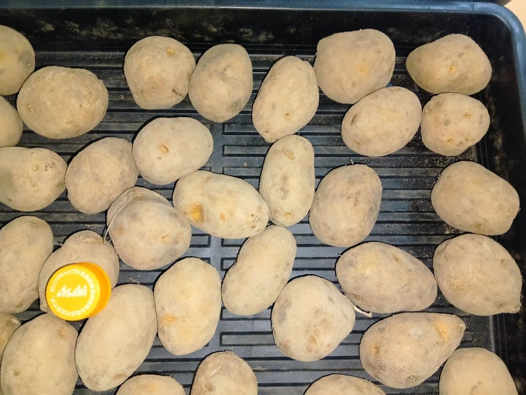 10kg m207 インカのめざめ 種芋