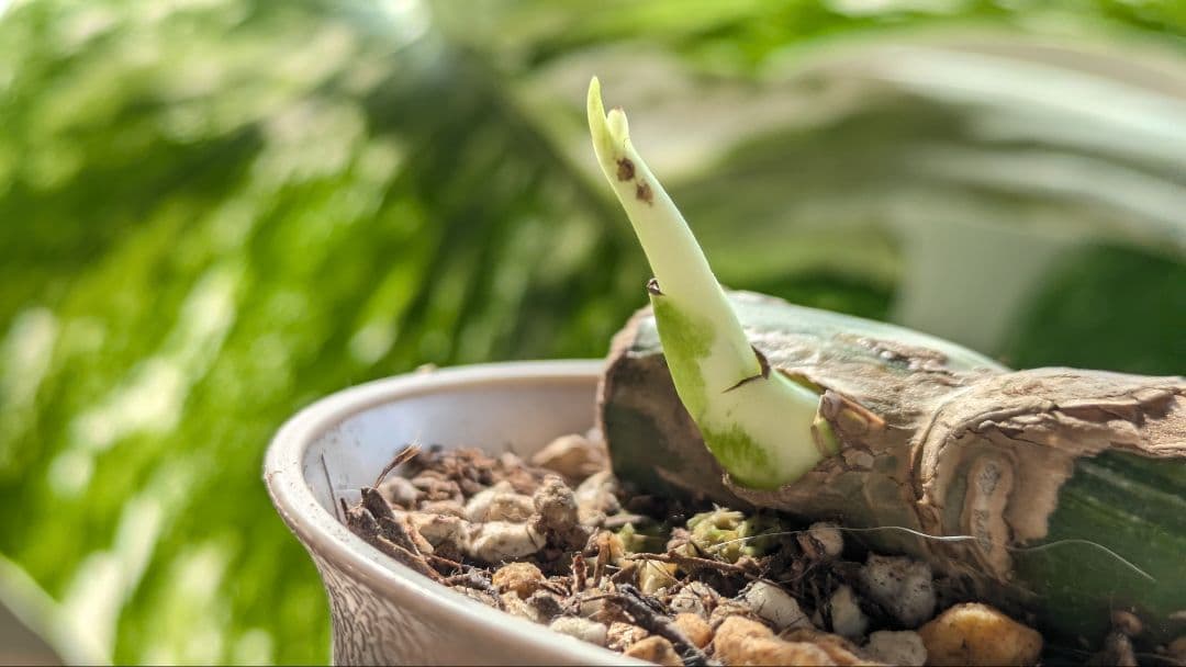 斑入りモンステラ ボルシギアナ ホワイトタイガー 茎挿し 茎伏せ 挿し木 茎のみ