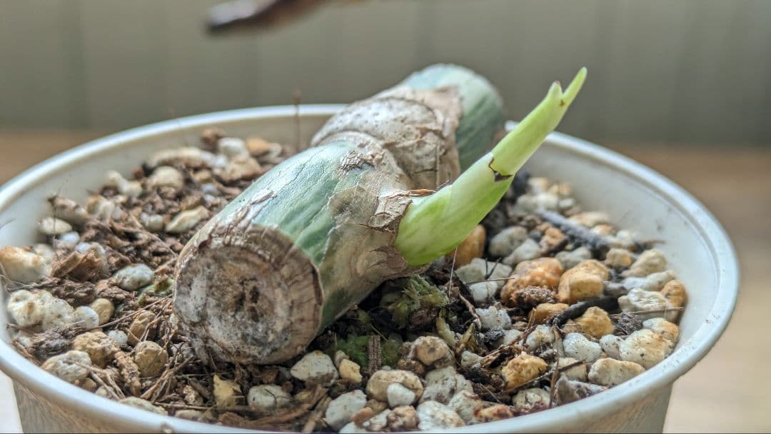 斑入りモンステラ ボルシギアナ ホワイトタイガー 茎挿し 茎伏せ 挿し木 茎のみ