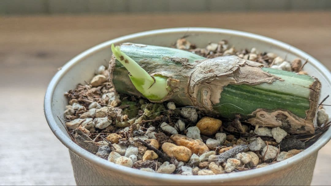 斑入りモンステラ ボルシギアナ ホワイトタイガー 茎挿し 茎伏せ 挿し木 茎のみ