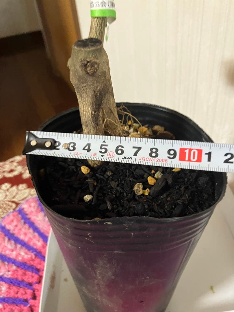 みかん苗木　べにばえ　接木