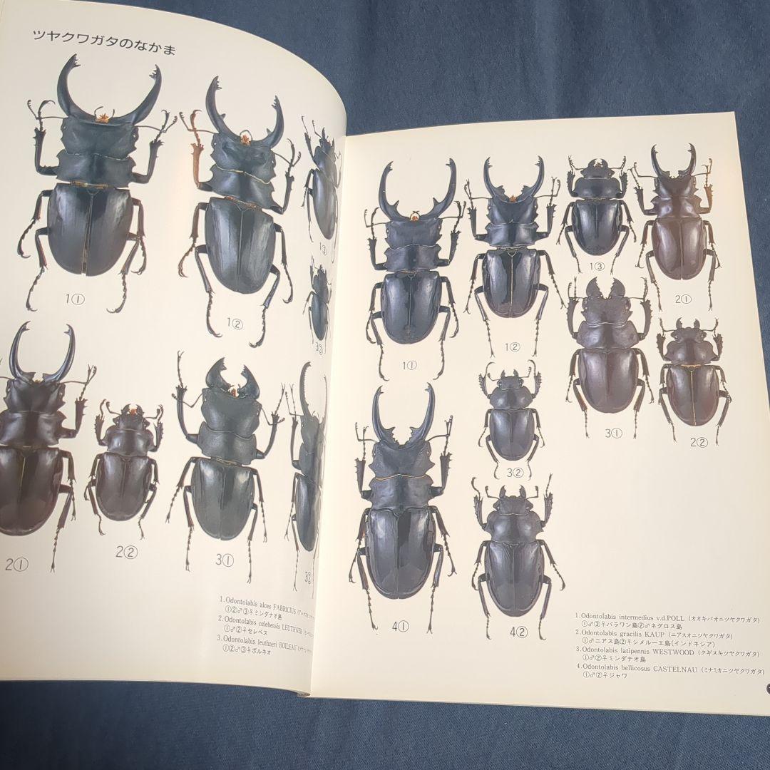 世界のクワガタムシ 池田時夫著