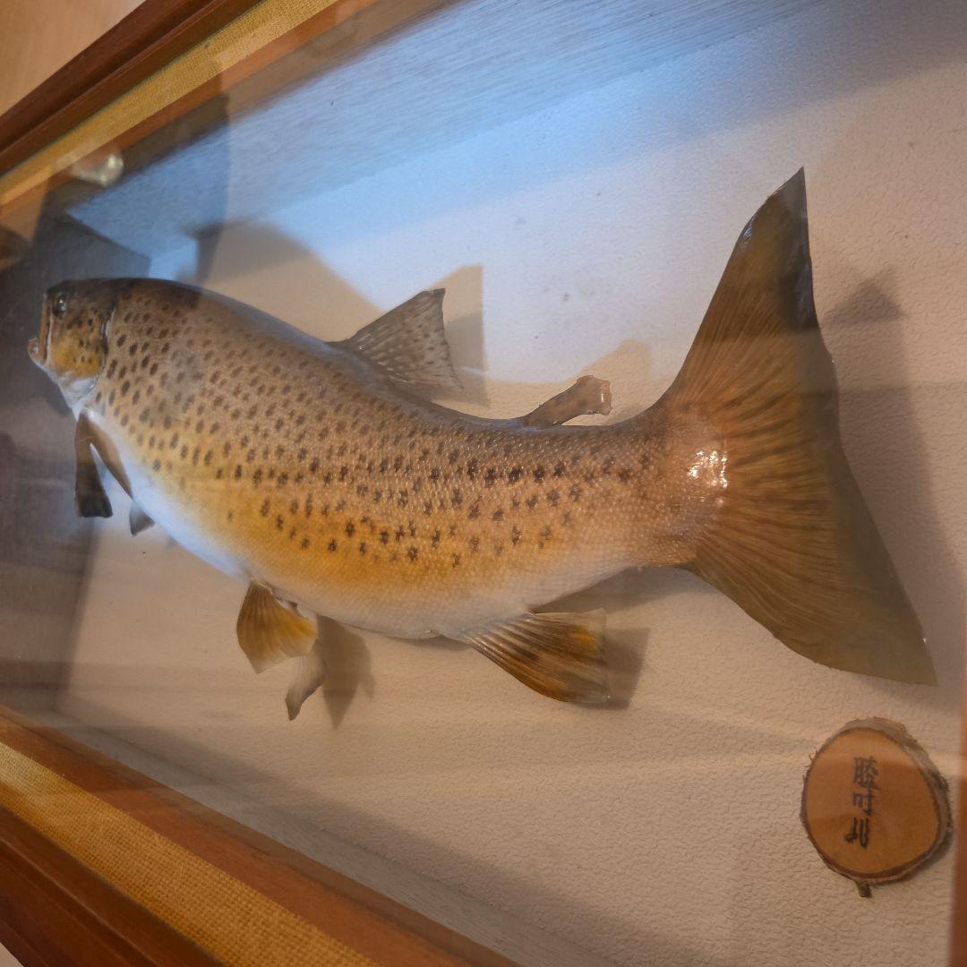 ​【至高の芸術】名匠 鏑木勝時 作 肱川 サツキマス 50cm級 剥製 額装品