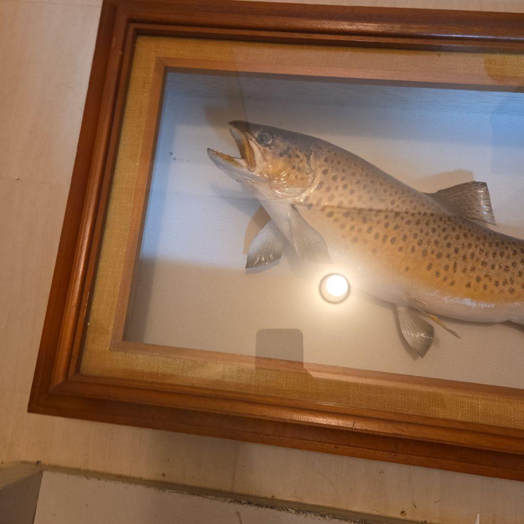 ​【至高の芸術】名匠 鏑木勝時 作 肱川 サツキマス 50cm級 剥製 額装品