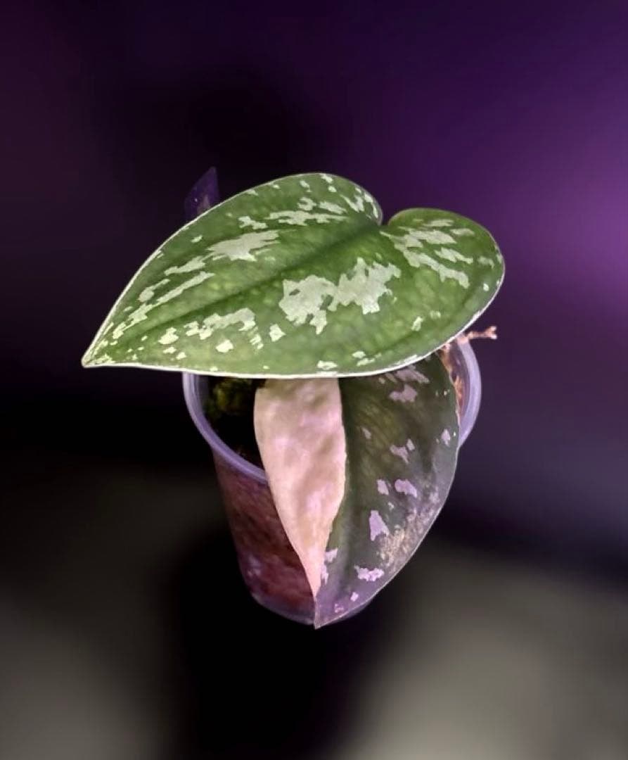 スキンダプサス ケンカナ センタラムのおまけ付き　L2