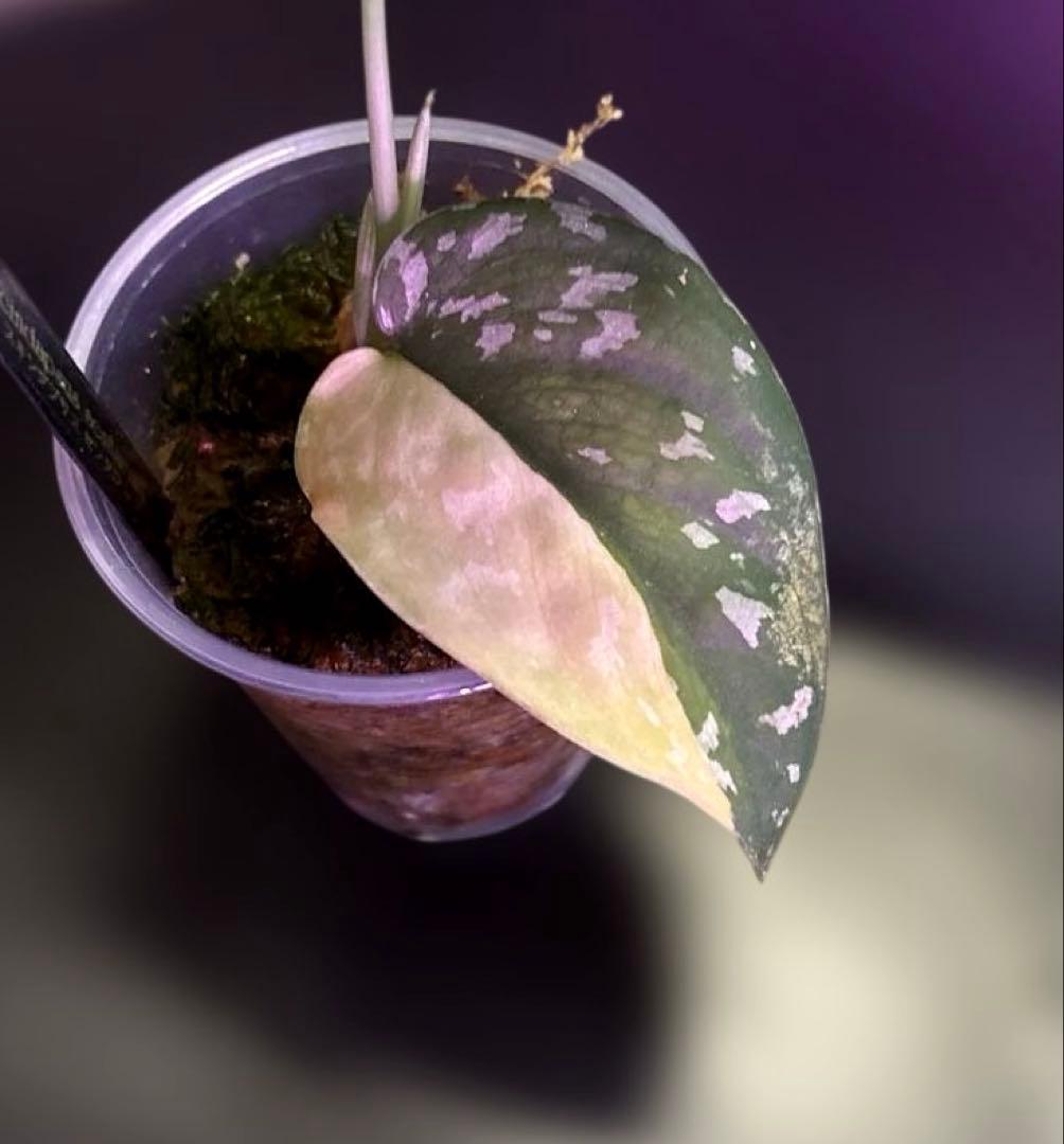 スキンダプサス ケンカナ センタラムのおまけ付き　L2