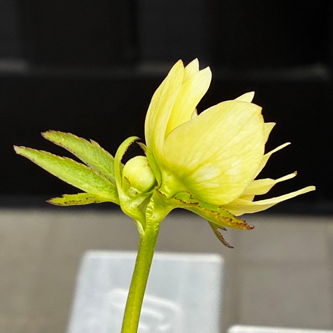 3873☘️2年間管理株☘️ ⭐️芳香⭐️超小輪⭐️【リグリクス×デュメ⭐️大木ナーセリー⭐️