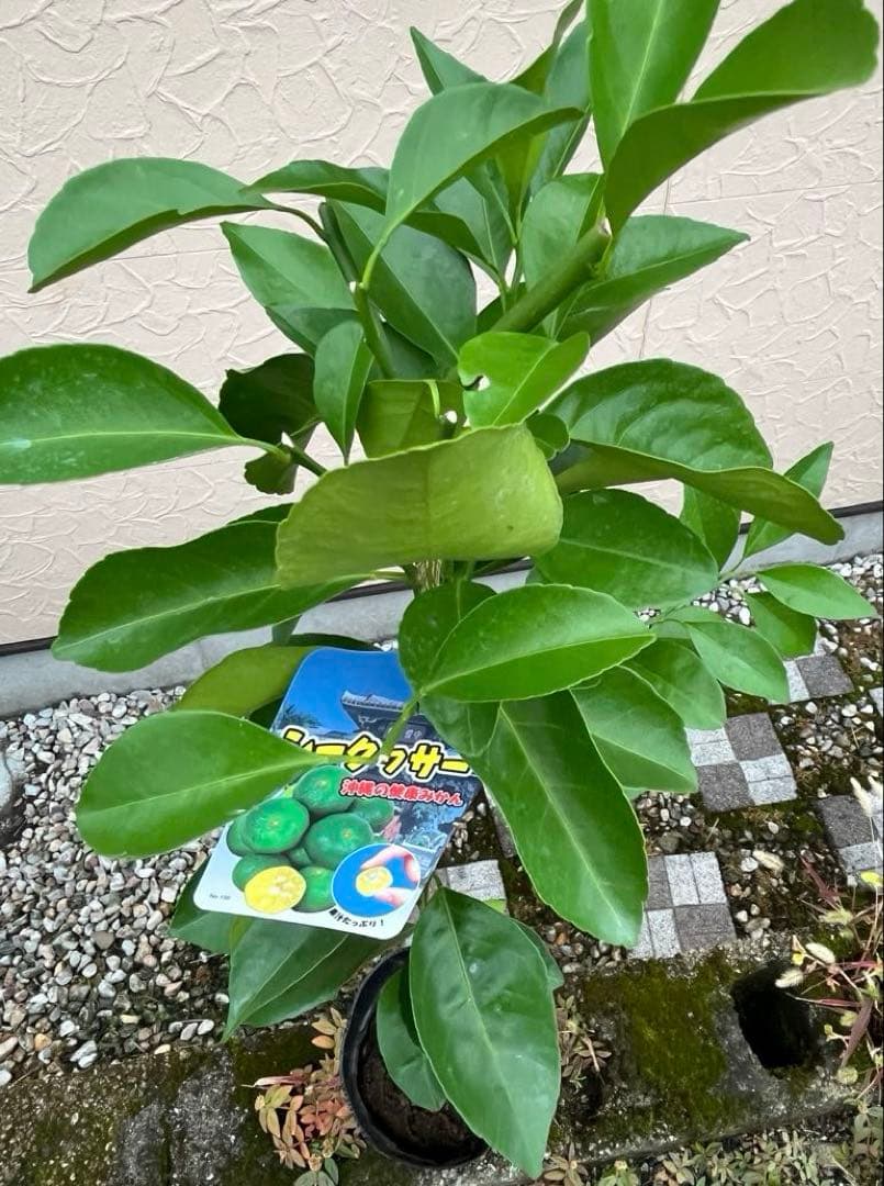 シークヮーサー(ヒラミレモン)大苗 接ぎ木苗木 2年