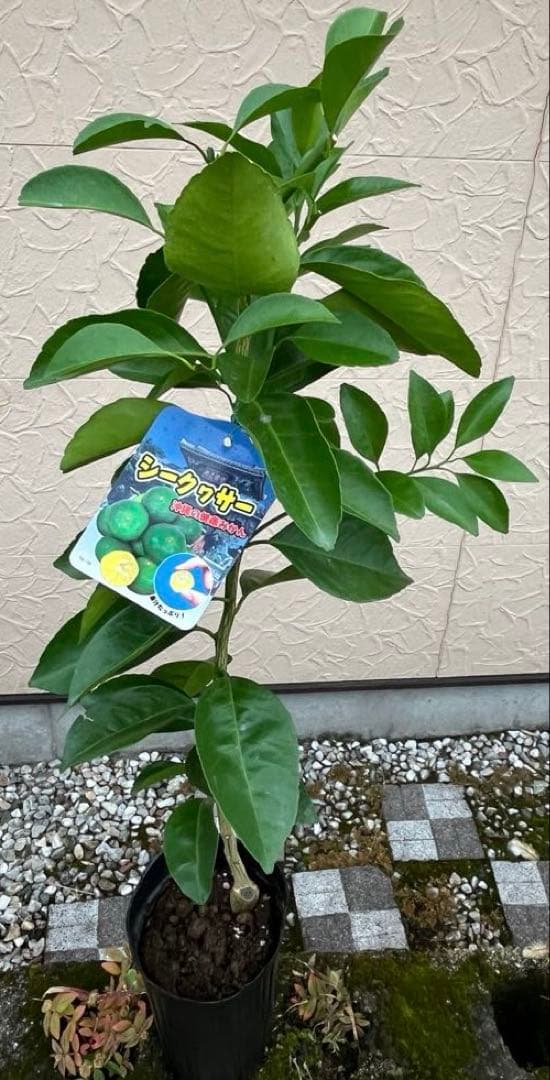 シークヮーサー(ヒラミレモン)大苗 接ぎ木苗木 2年