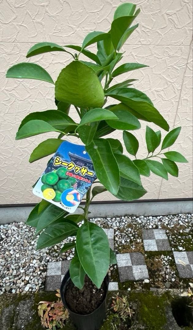 シークヮーサー(ヒラミレモン)大苗 接ぎ木苗木 2年