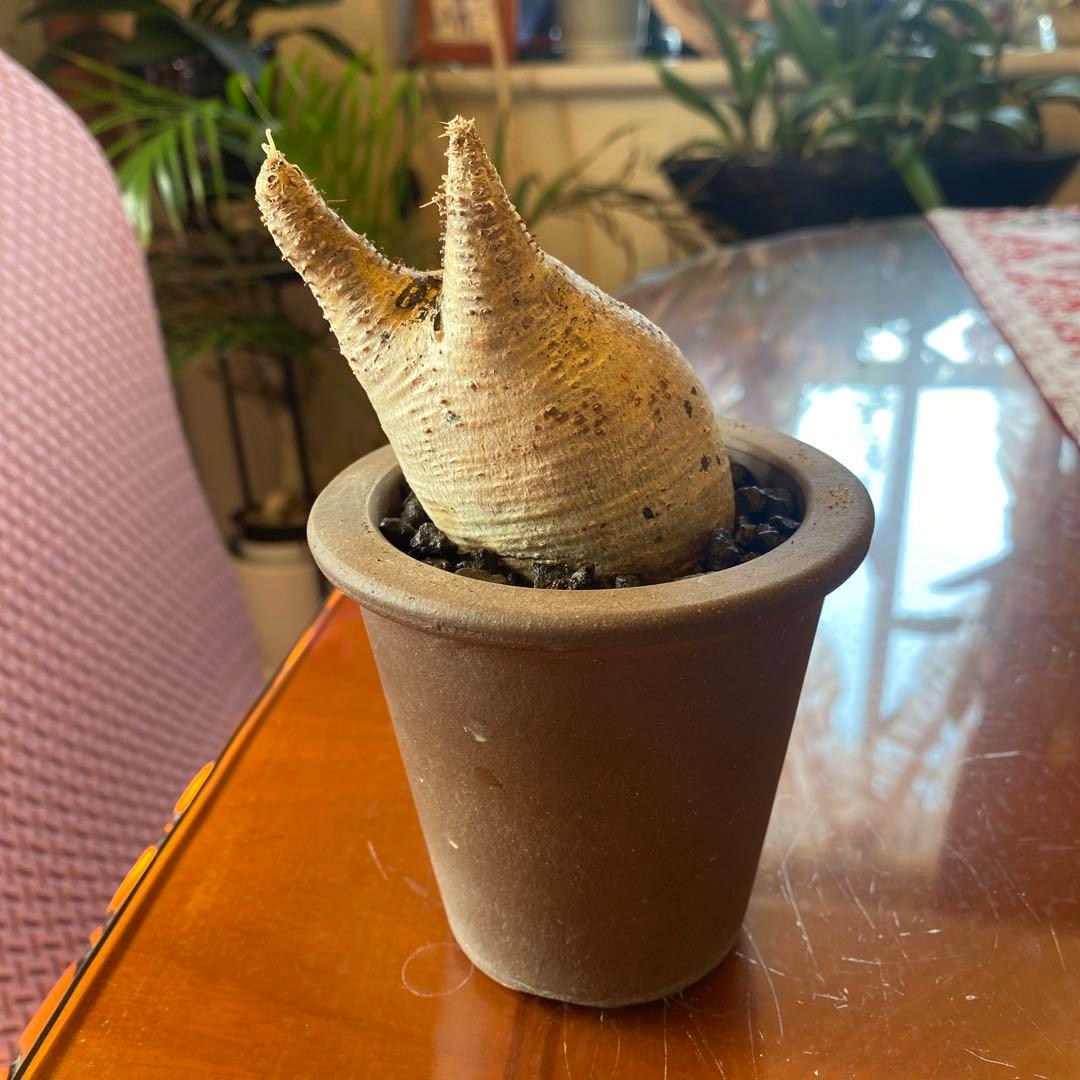 グラキリス現地球