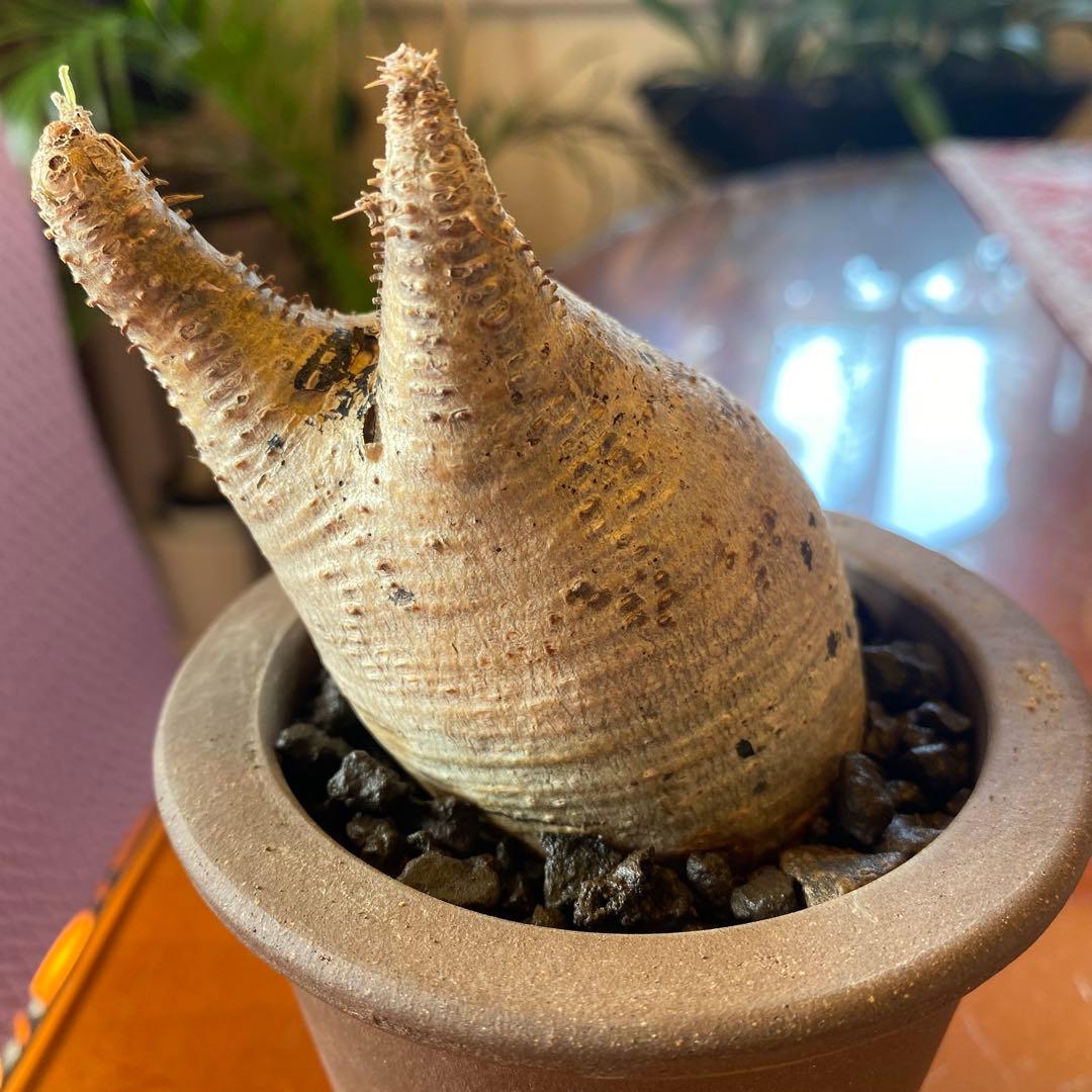 グラキリス現地球