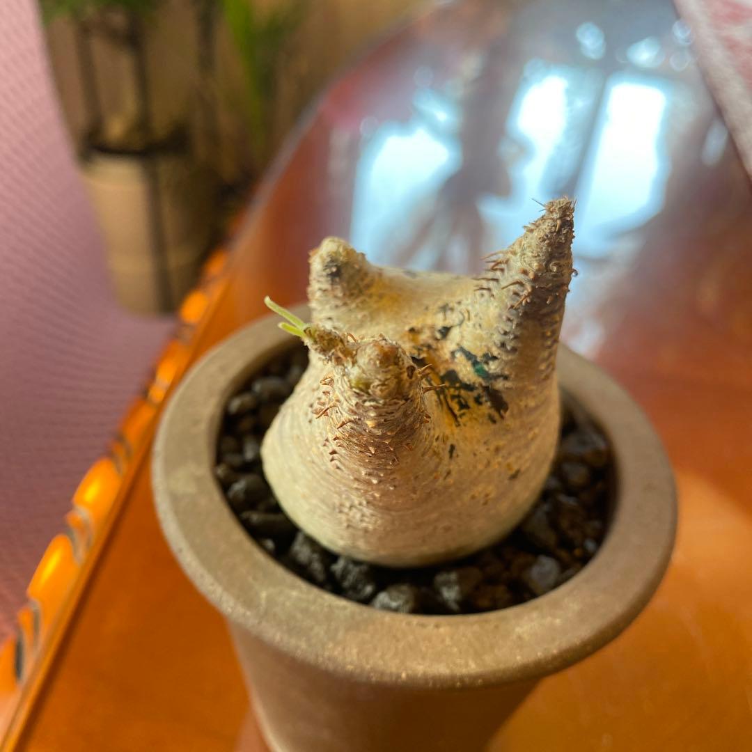 グラキリス現地球