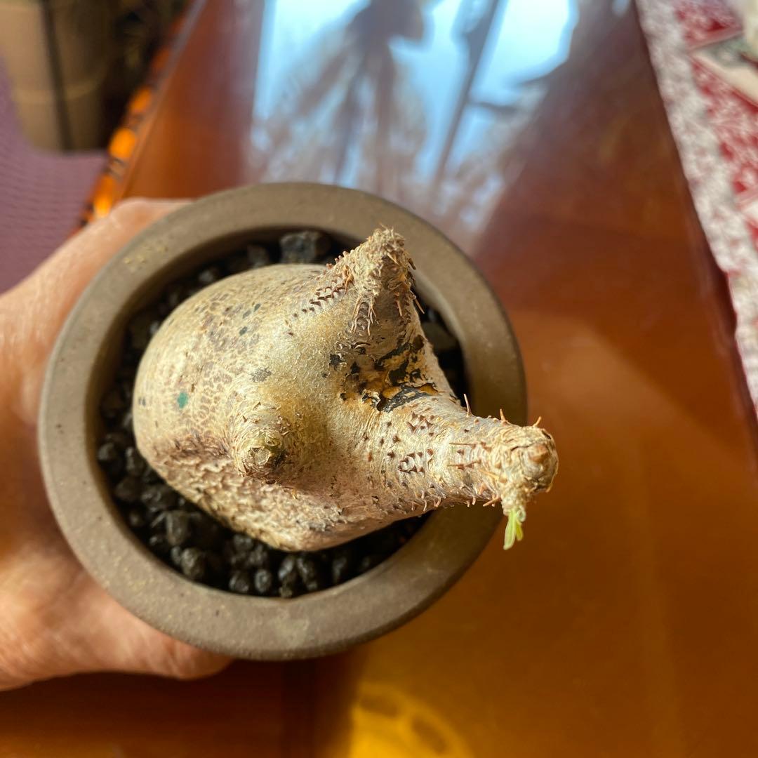 グラキリス現地球