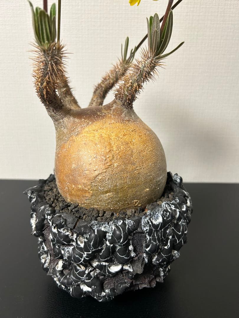 GOATゴジラ鉢　グラキリス　パキプス　コレクション株