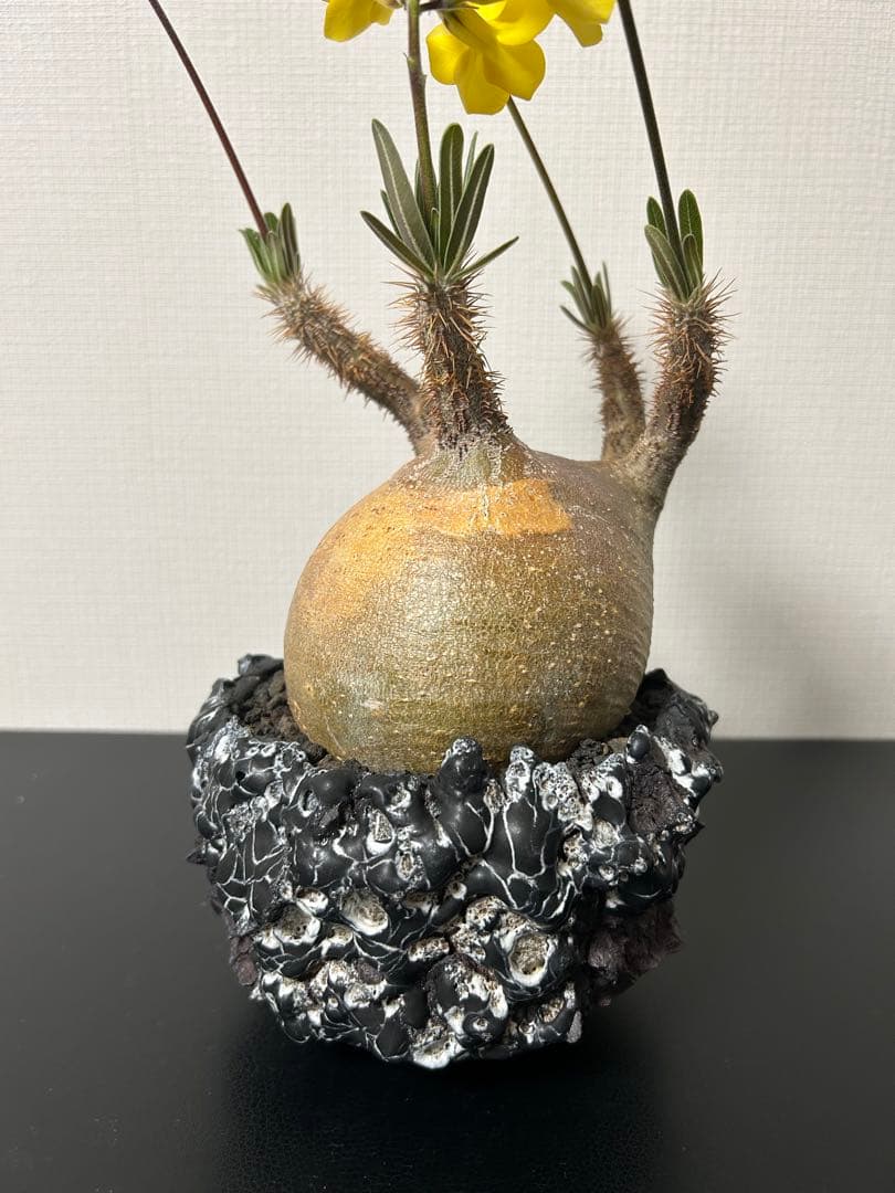 GOATゴジラ鉢　グラキリス　パキプス　コレクション株