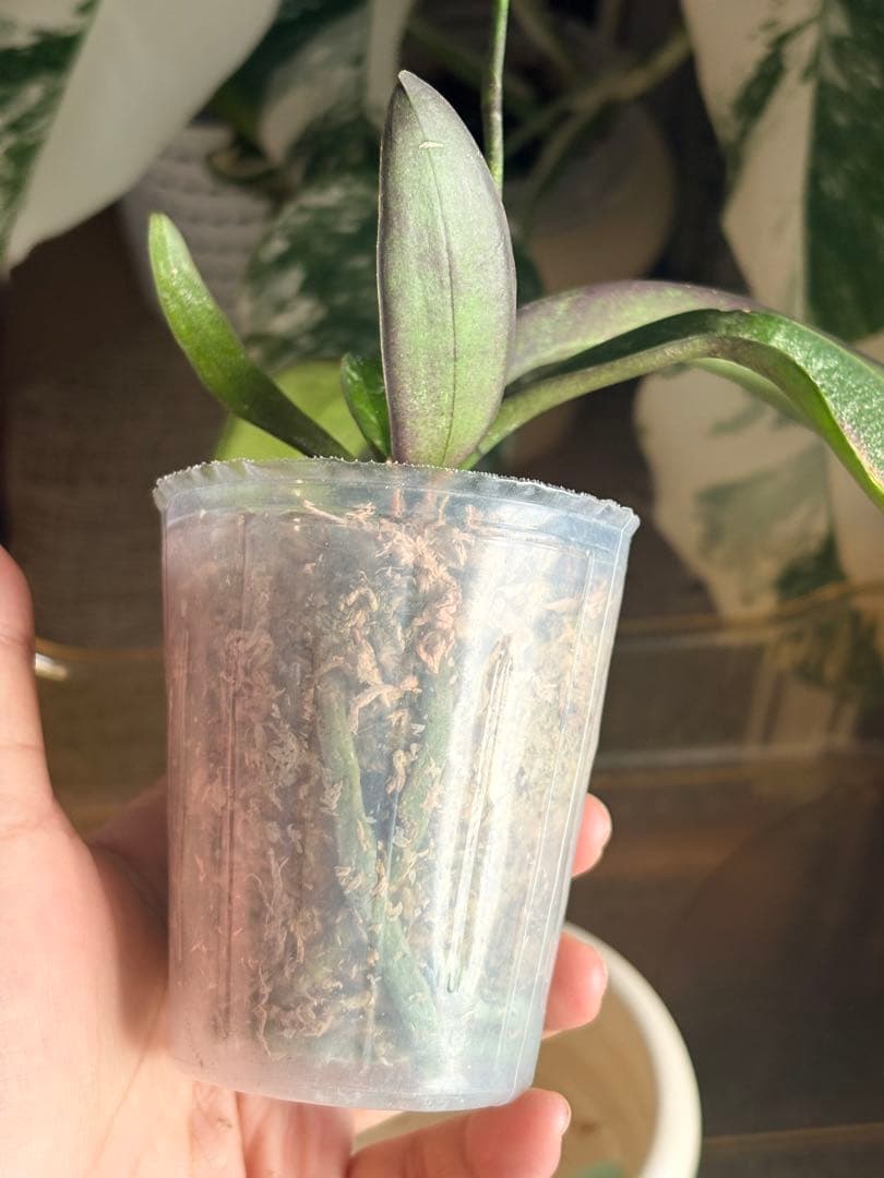 【希少・芳香】ファレノプシス 原種 子株付き ステュアーチアナ ノビリス　888