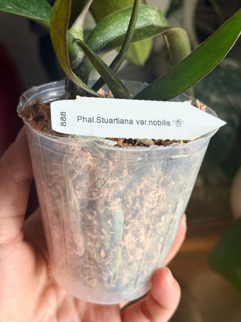 【希少・芳香】ファレノプシス 原種 子株付き ステュアーチアナ ノビリス　888