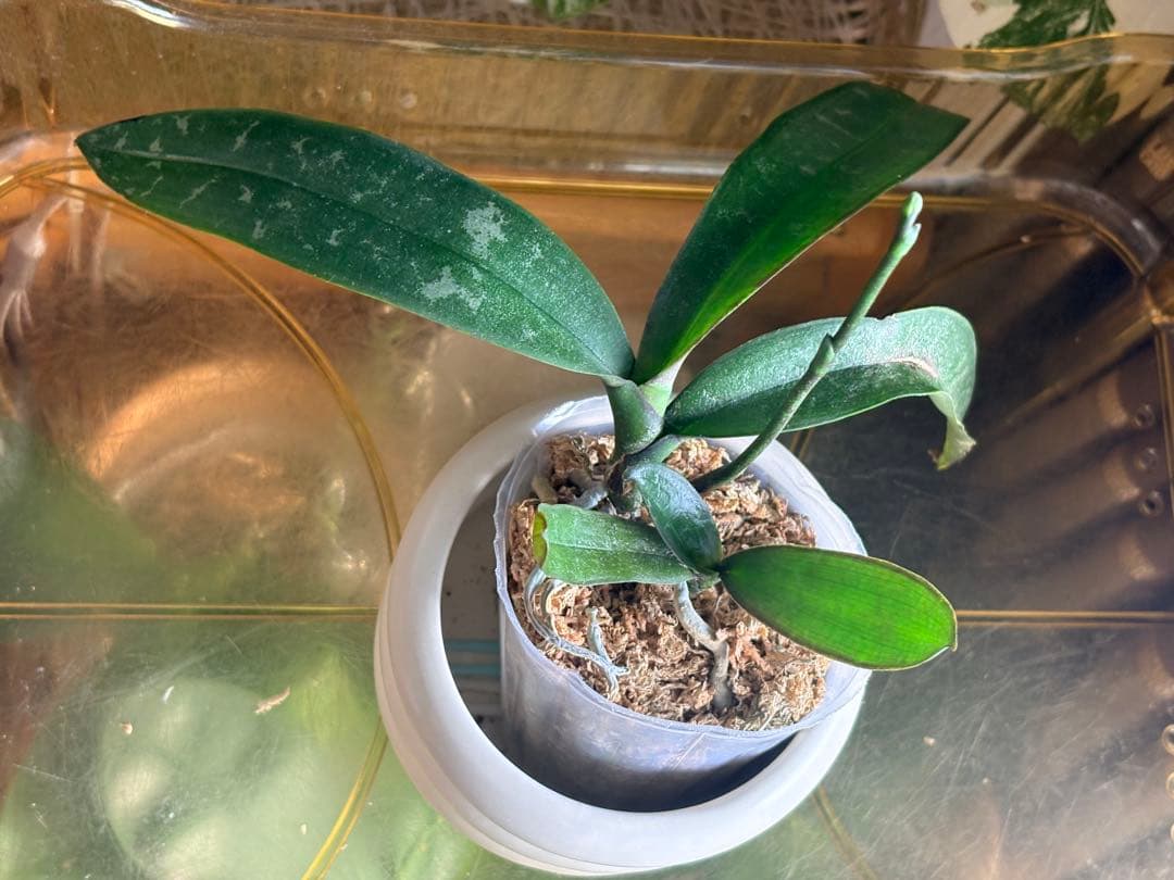 【希少・芳香】ファレノプシス 原種 子株付き ステュアーチアナ ノビリス　888