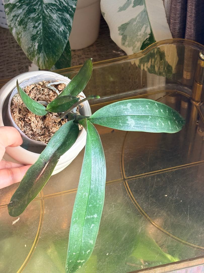 【希少・芳香】ファレノプシス 原種 子株付き ステュアーチアナ ノビリス　888