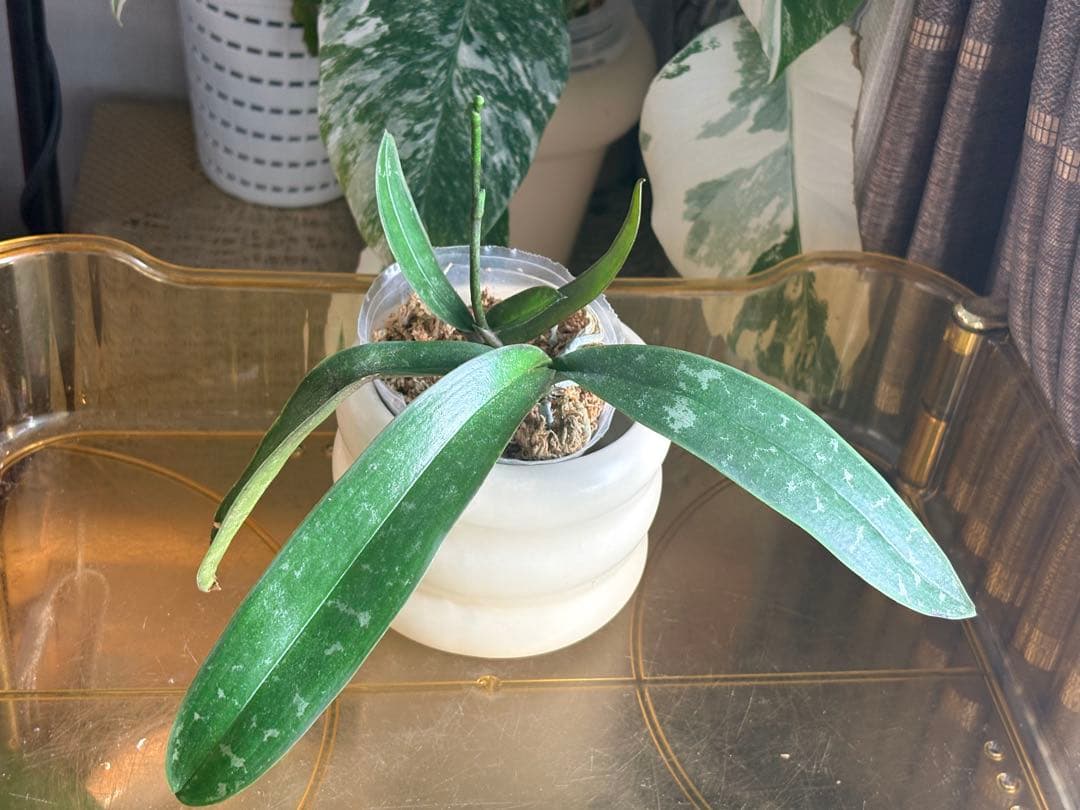 【希少・芳香】ファレノプシス 原種 子株付き ステュアーチアナ ノビリス　888