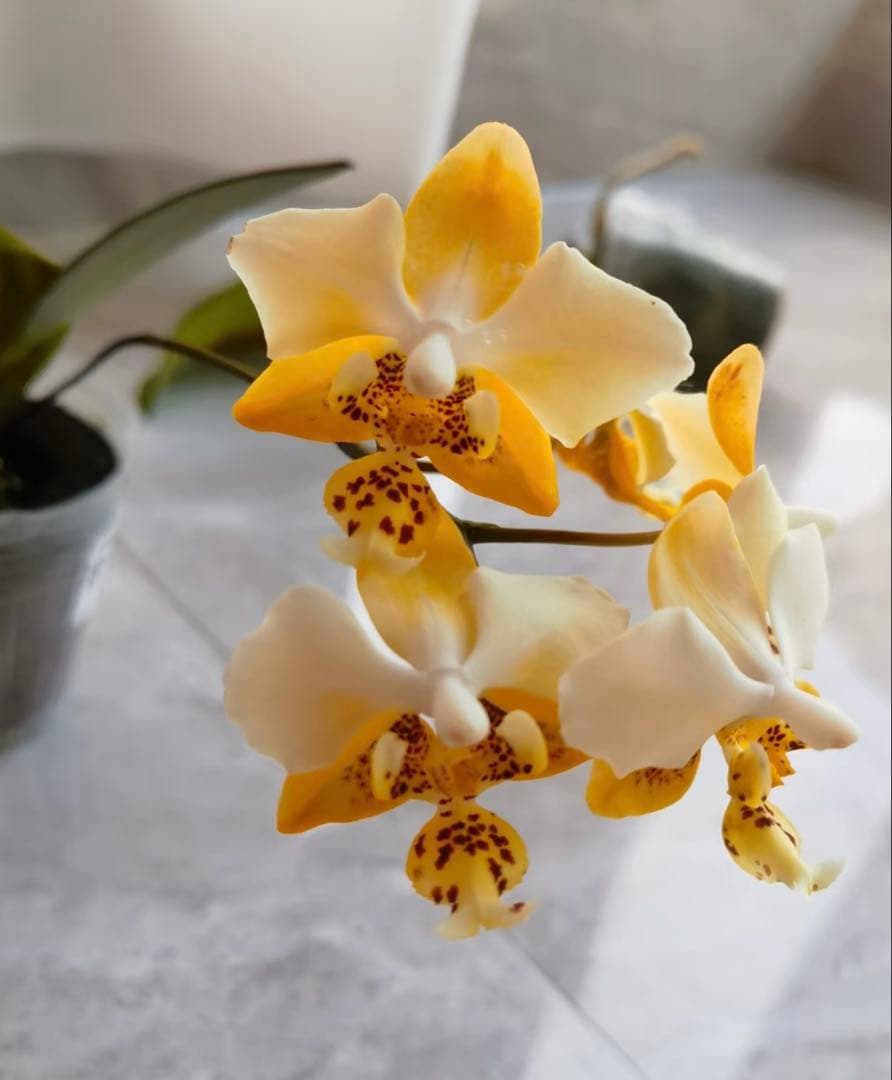 【希少・芳香】ファレノプシス 原種 子株付き ステュアーチアナ ノビリス　888