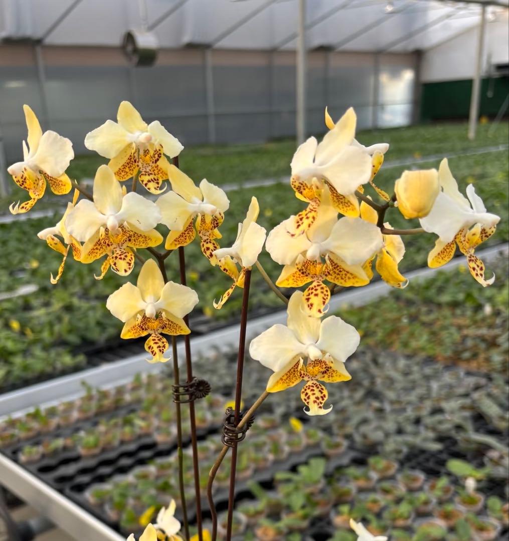 【希少・芳香】ファレノプシス 原種 子株付き ステュアーチアナ ノビリス　888