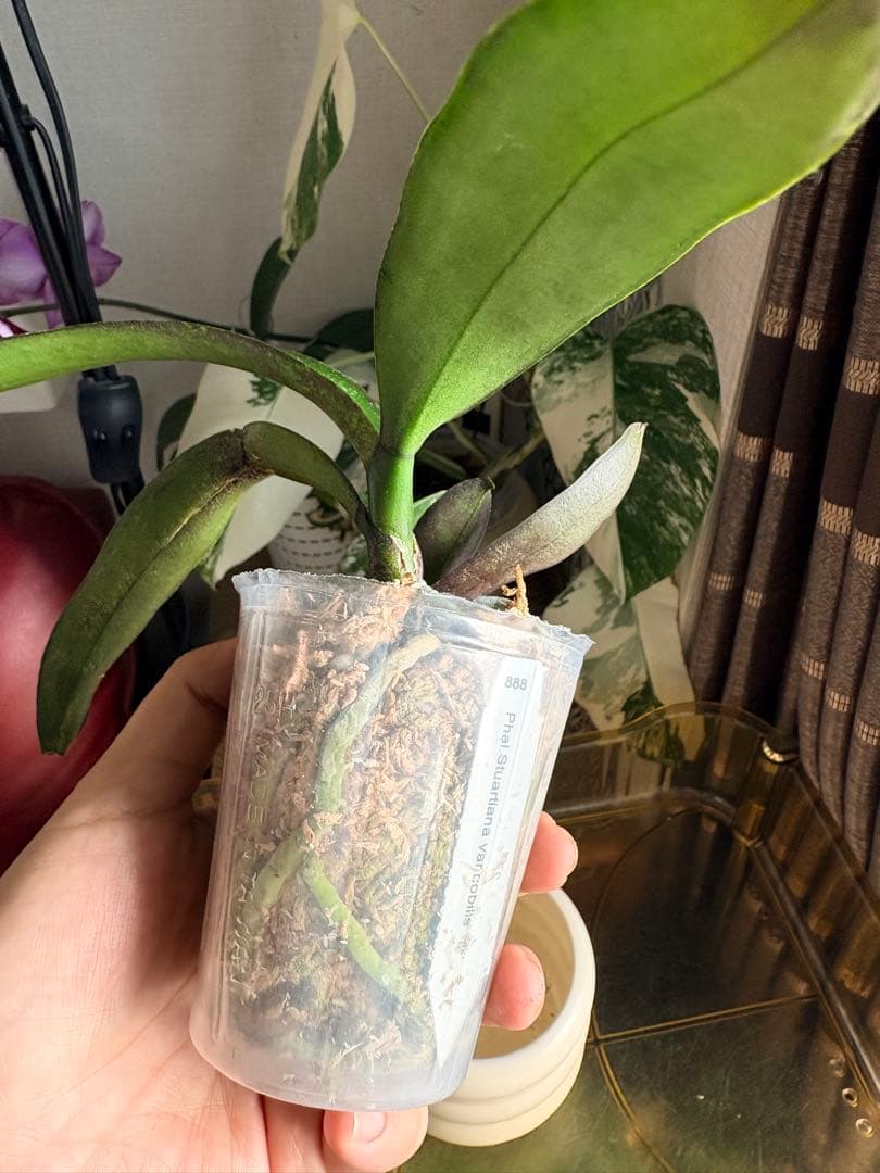 【希少・芳香】ファレノプシス 原種 子株付き ステュアーチアナ ノビリス　888