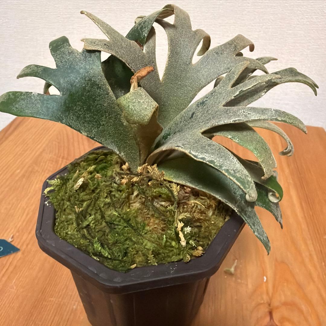 ＊P.willinckii Jenny 3号(TC)＊