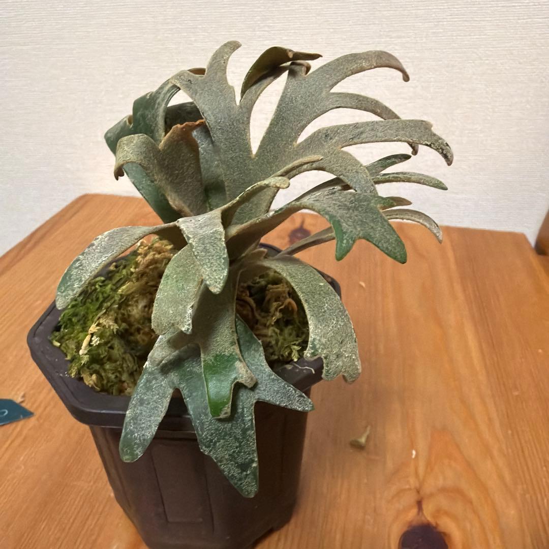 ＊P.willinckii Jenny 3号(TC)＊