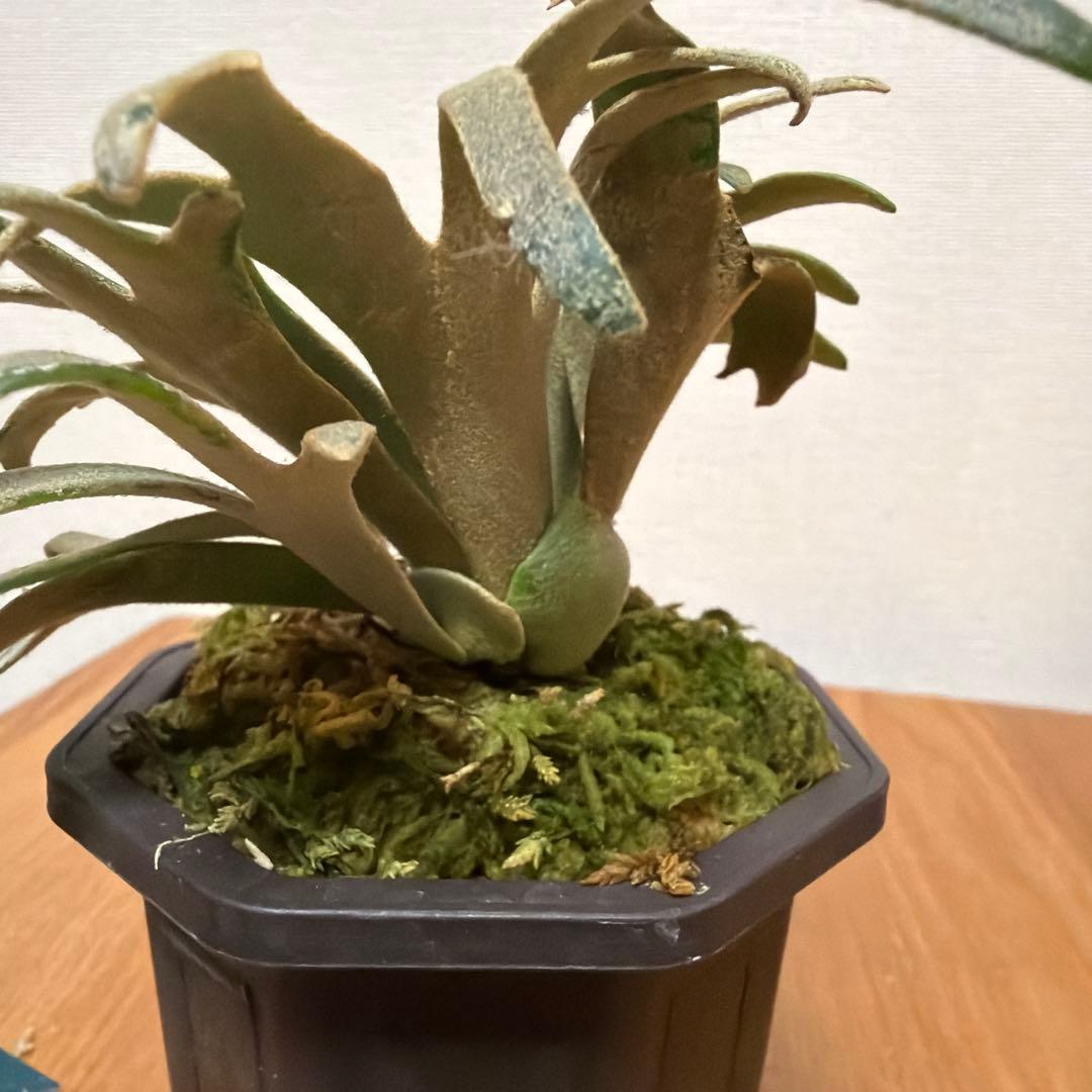 ＊P.willinckii Jenny 3号(TC)＊