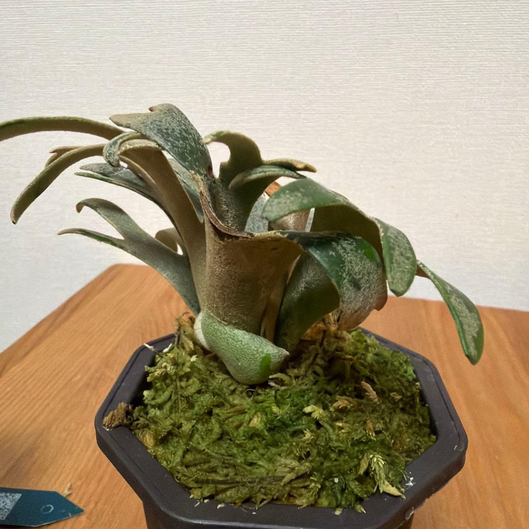 ＊P.willinckii Jenny 3号(TC)＊