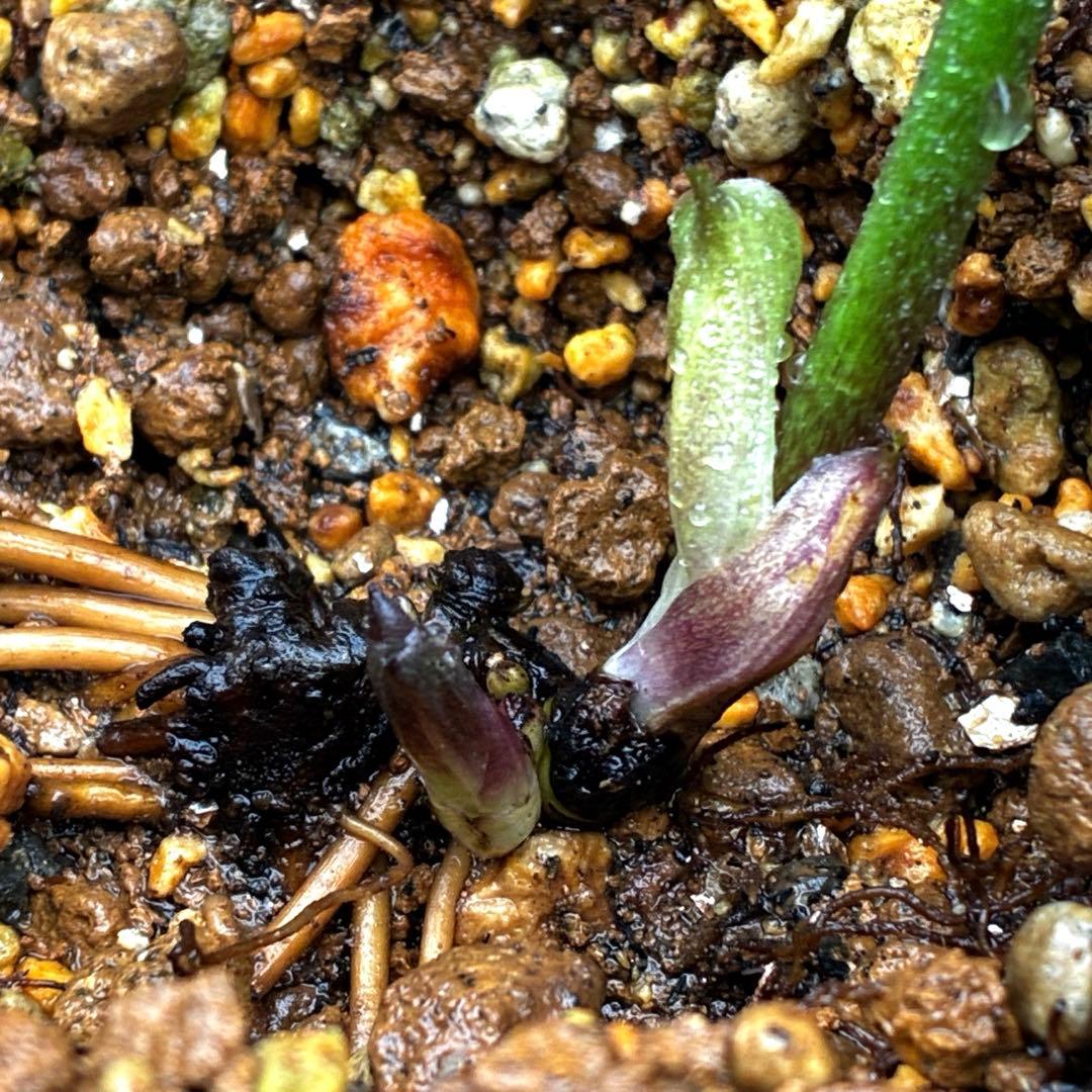 ☘️4年間管理☘️6号☘️原生地採取⭐️torquatus/multifidus⭐️超小輪