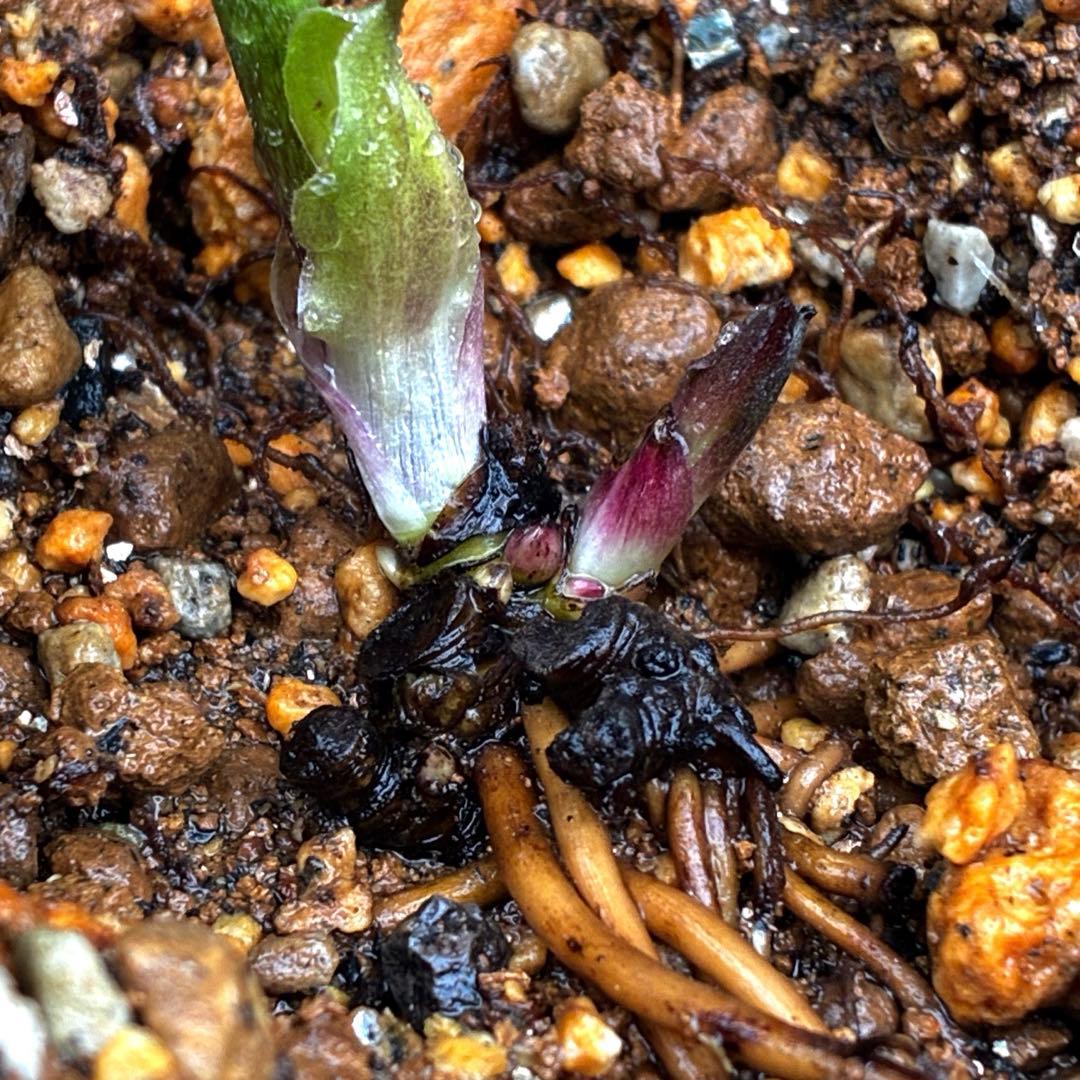 ☘️4年間管理☘️6号☘️原生地採取⭐️torquatus/multifidus⭐️超小輪