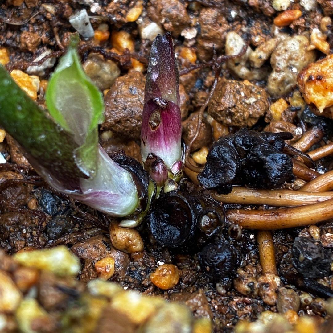 ☘️4年間管理☘️6号☘️原生地採取⭐️torquatus/multifidus⭐️超小輪