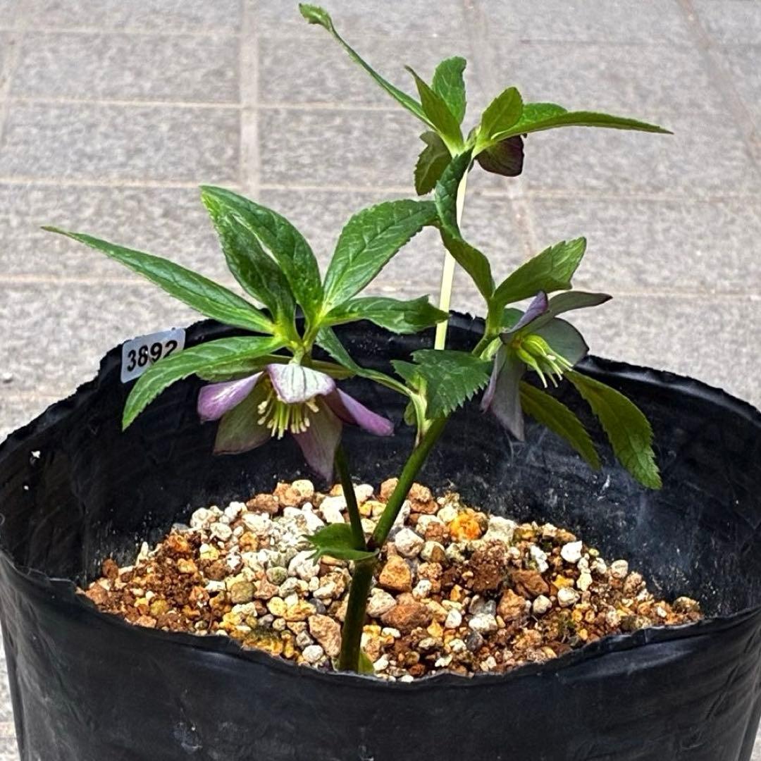 ☘️4年間管理☘️6号☘️原生地採取⭐️torquatus/multifidus⭐️超小輪