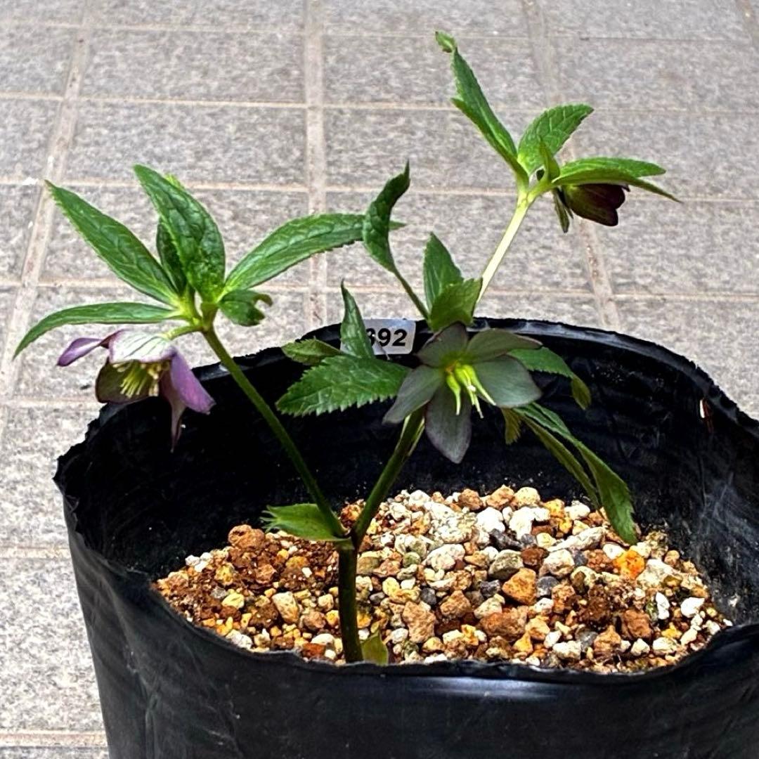 ☘️4年間管理☘️6号☘️原生地採取⭐️torquatus/multifidus⭐️超小輪