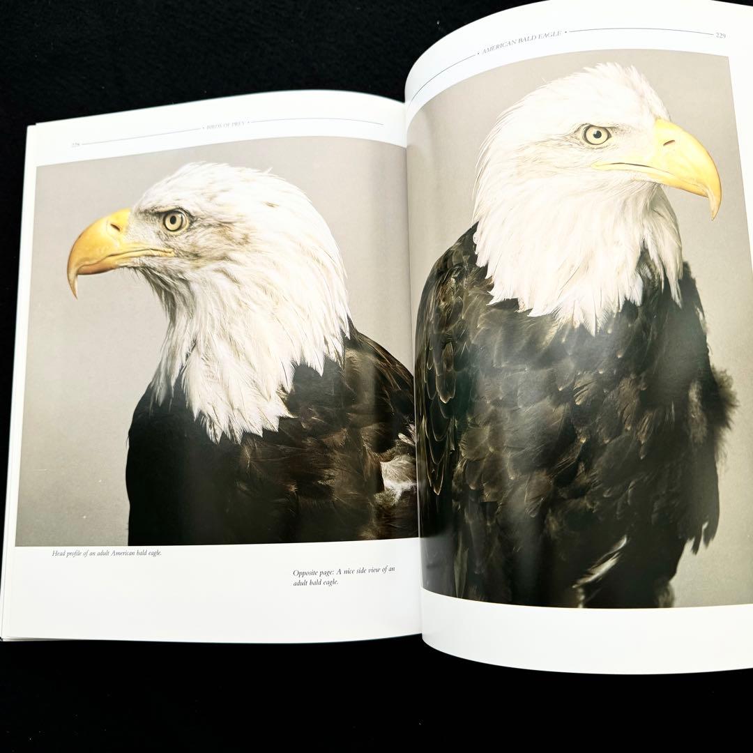 タカ ハヤブサなど猛禽類 写真集「Birds of Prey」フロイド・ショルツ