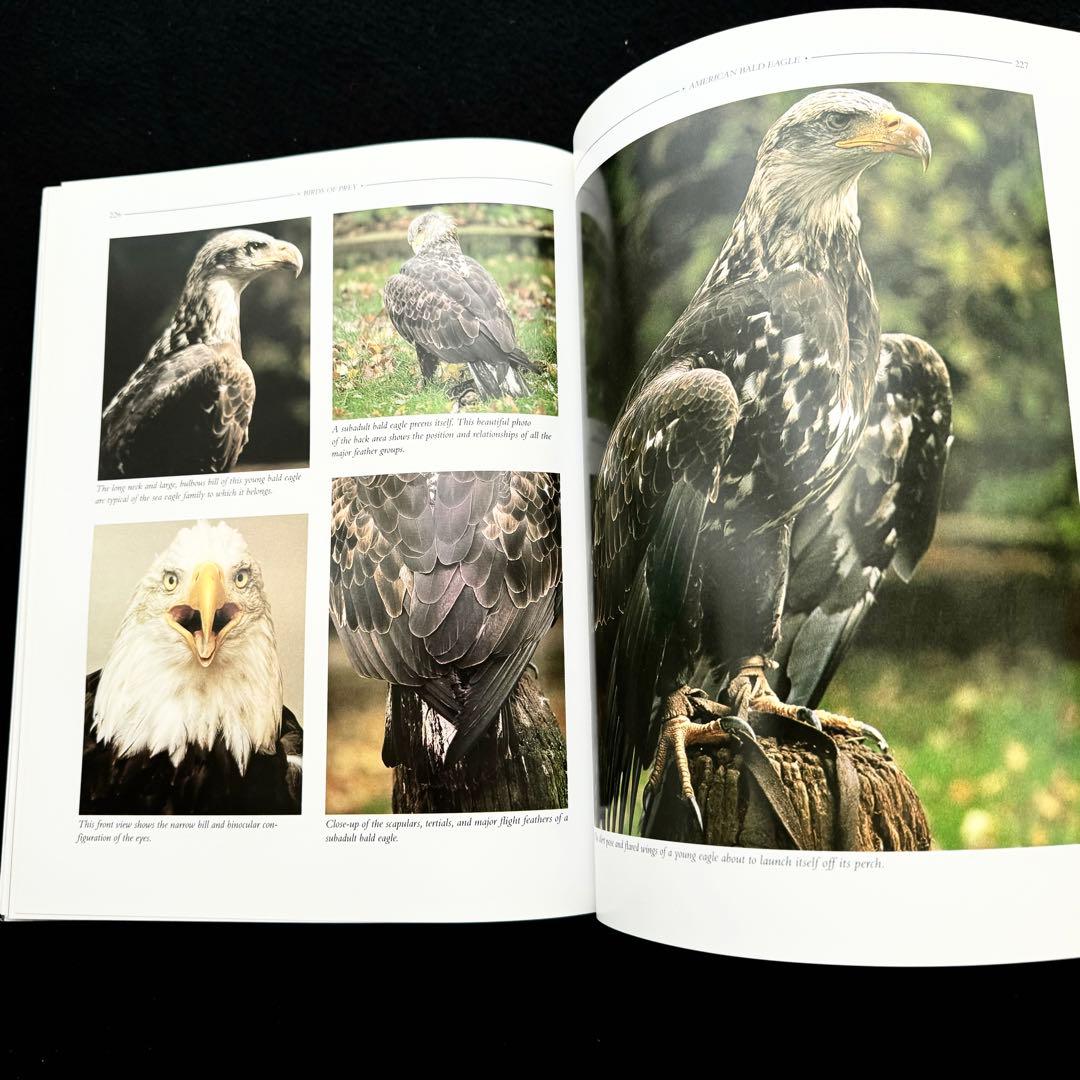 タカ ハヤブサなど猛禽類 写真集「Birds of Prey」フロイド・ショルツ