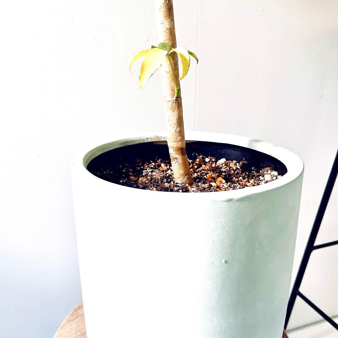 【一点もの】シェフレラ グランディ 陶器鉢仕立て 受け皿 calm cafe