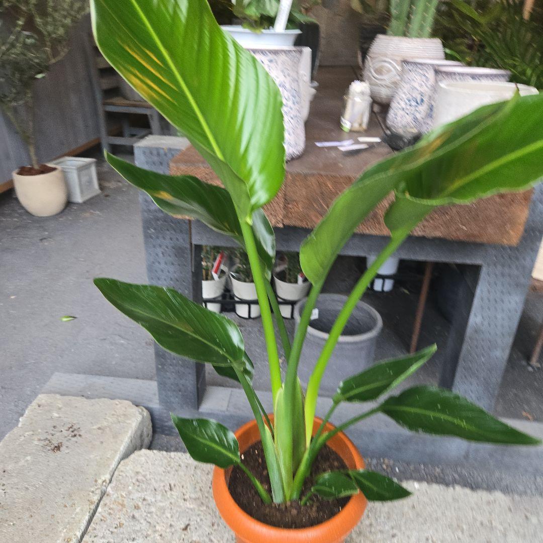 ④　ストレリチア　オーガスタ　8号特大苗木最高等級極上品‼️