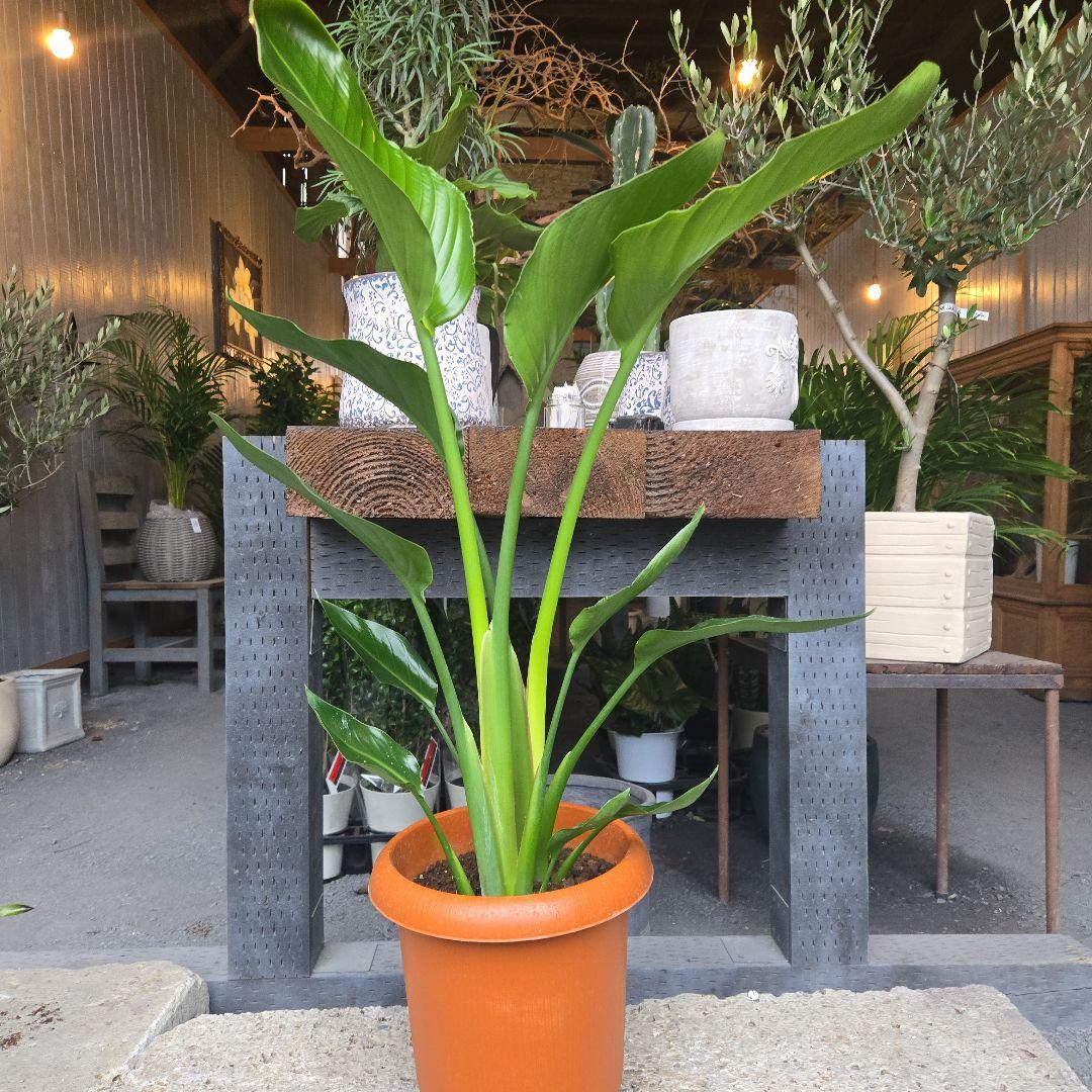 ④　ストレリチア　オーガスタ　8号特大苗木最高等級極上品‼️