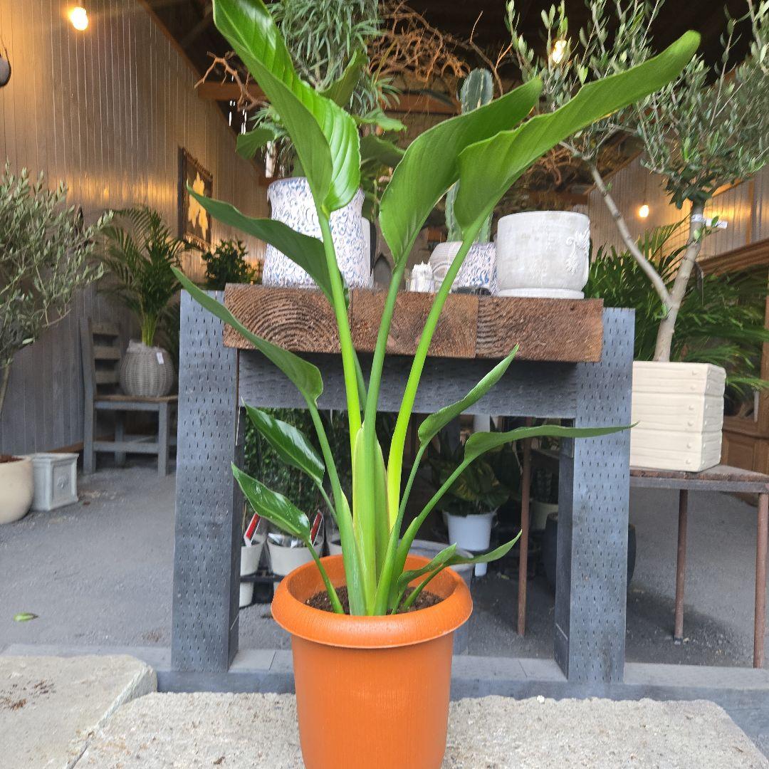 ④　ストレリチア　オーガスタ　8号特大苗木最高等級極上品‼️