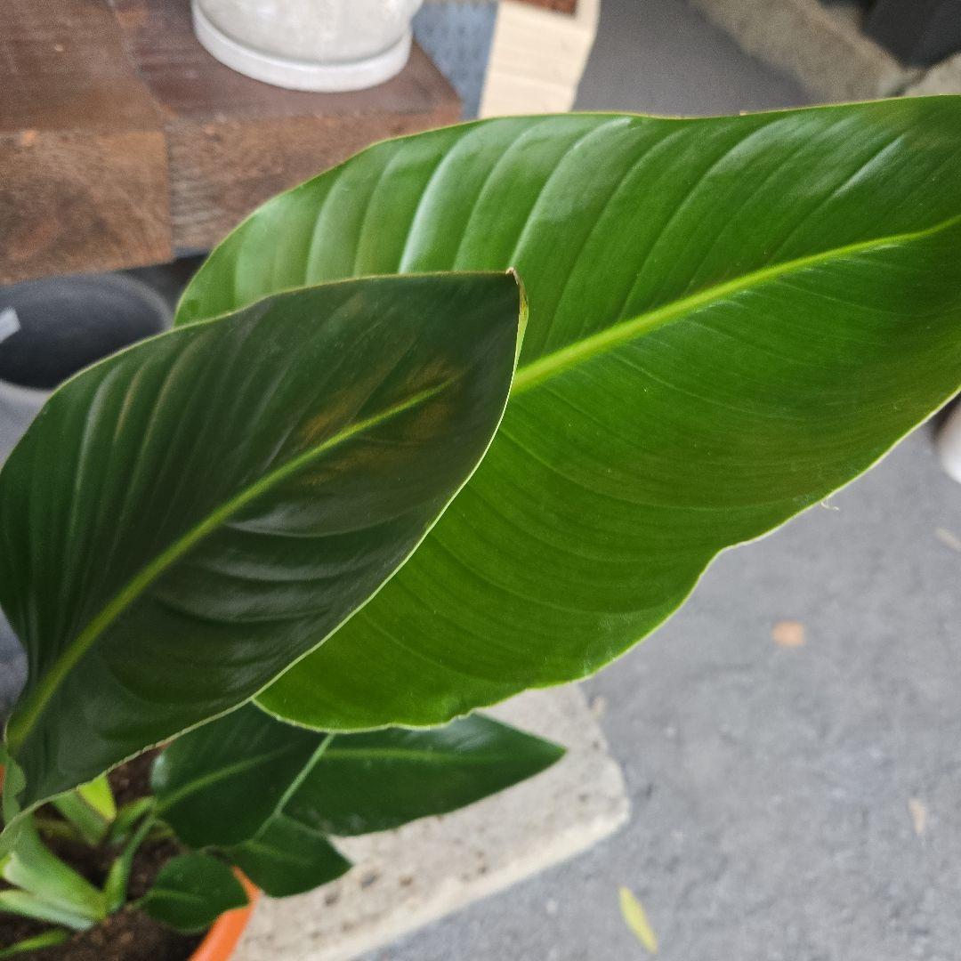 ④　ストレリチア　オーガスタ　8号特大苗木最高等級極上品‼️