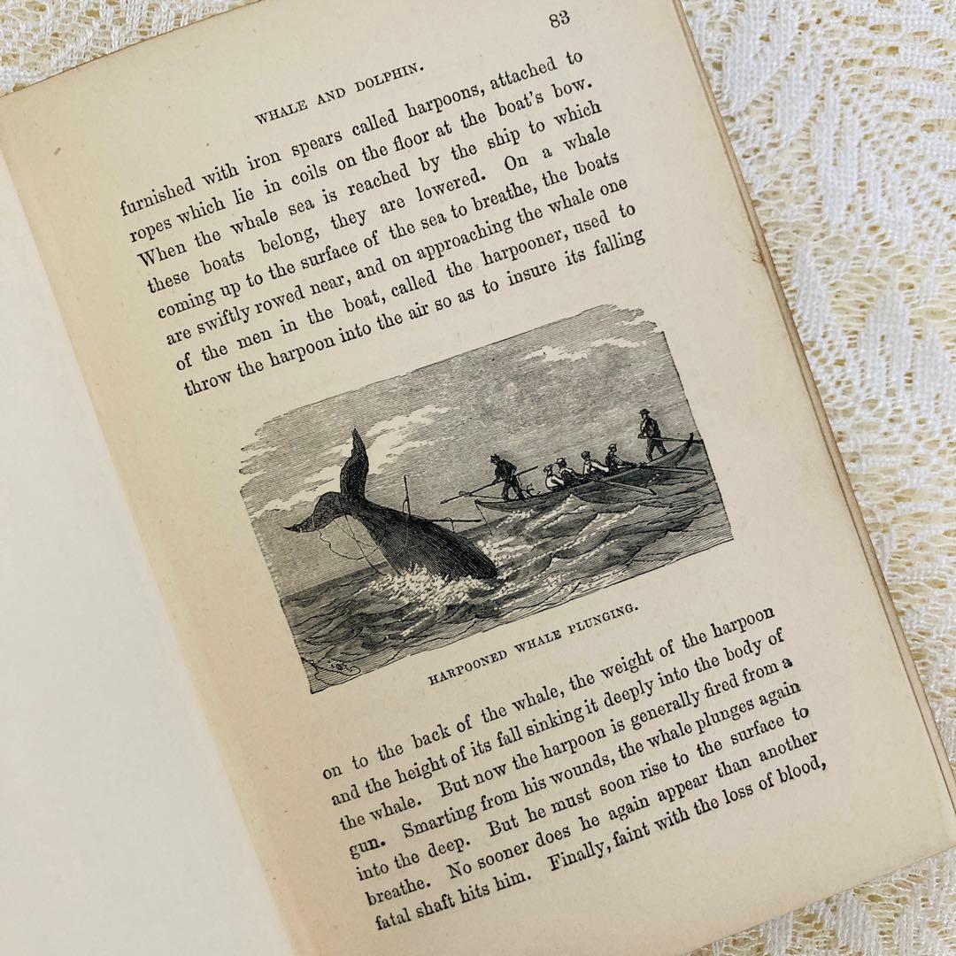 洋書　古書　美しいアンティークブック　1880年発行　海の驚異　海の生き物　自然