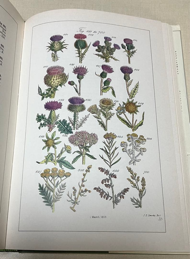 洋書　WORLD FLOWERS 植物画